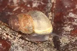 2024 Österreichische Quellschnecke