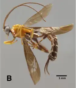 Clistopyga cinnamoptera ♀