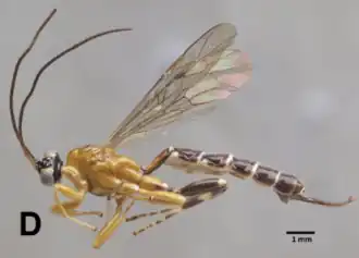 Clistopyga cuscoensis ♀