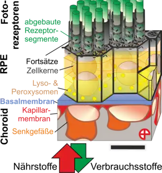 3D-Ansicht des Choriocapillaris-Pigmentepithel Komplexes