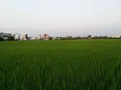 Reisfeld im Ortsteil Zhongshe