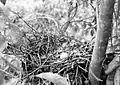Nest mit Ei in Ost-Java (1934)