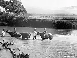 Carabaoes durchqueren mit ihren Wächtern den Fluss Tjimanoele
