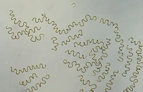 Anabaena circinalis