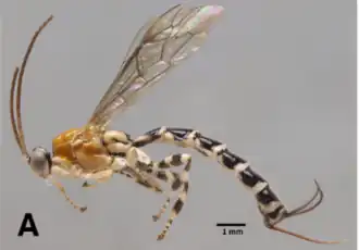 Clistopyga chaconi ♀