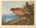 Cabottragopan