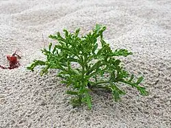 Europäischer Meersenf (junge Blätter)