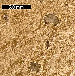 Calcit-Kügelchen („sphärische Lapilli“) aus den Alamo-Einschlag-Lagerstätten nahe Irish Range, Nevada. Maßstabsbalken ist 5,0&nbsp;mm.