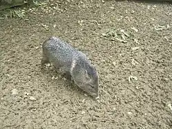 Halsbandpekari (Pecari tajacu)