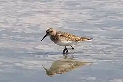 Bairdstrandläufer (Calidris bairdii)
