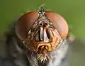 Kopf einer Calliphora vomitoria
