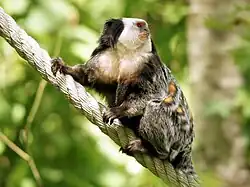 Weißkopf-Büschelaffe (Callithrix geoffroyi)