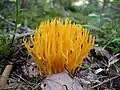 Klebriger Hörnling Calocera viscosa