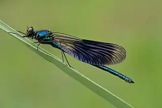 Gebänderte Prachtlibelle