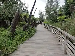 Kontaktgehege der Kängurus