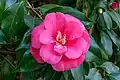 Camellia japonica