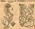 Mattioli / Handsch / Camerarius 1586 ........... Links: Hyoscyamus niger Re.: Hyoscyamus albus