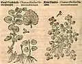Mattioli / Handsch / Camerarius 1586