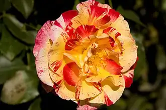 ‘Camille Pissarro’, Delbard, 1996