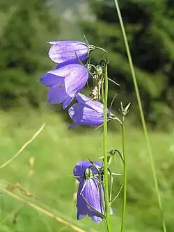 Campanula bohemica