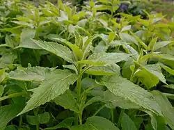 Breitblättrige Glockenblume (junge Sprossen, Blätter und Wurzeln sowie Blüten)