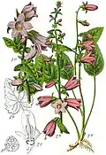 Illustration der Nesselblättrigen Glockenblume (links, (1)) und der Acker-Glockenblume (Mitte und rechts, (2)) aus Sturms Flora