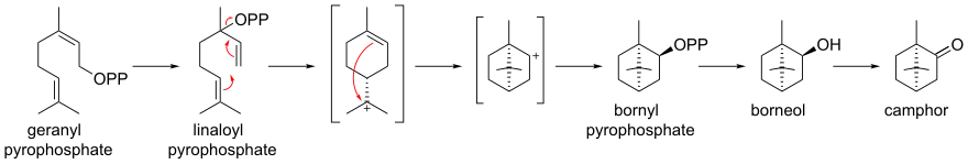 Biosynthese von Campher