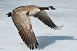 Kanadagans (Branta canadensis)