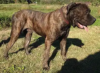 Dogo Canario