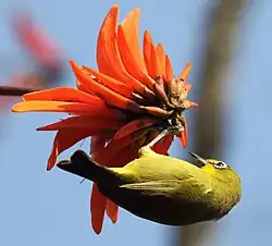 Kapbrillenvogel an Erythrina cooperi