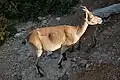 Weibchen des Iberiensteinbocks