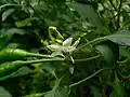 Capsicum frutescens