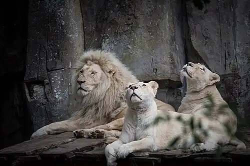 Männchen mit zwei Weibchen