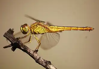 Crocothemis servilia ♀