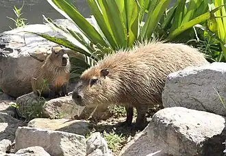 Capybara mit Jungtier
