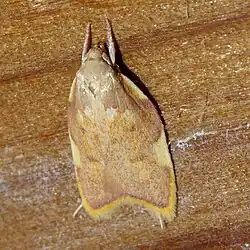 Mit verborgenen Fühlern