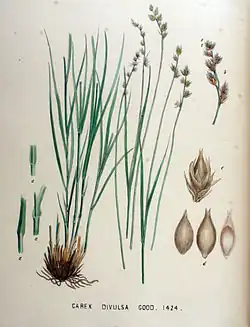 Carex divulsa in „Flora Batava“