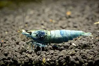 „Blue Bolt“ (Taiwanbee)