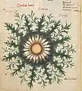 „Oculus bovis. Carlina“ British Library. MS 41623 15. Jahrhundert[34]