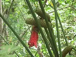 Fruchtstände von Carludovica drudei