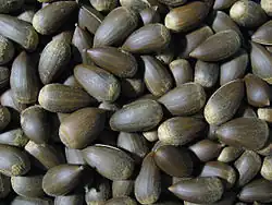 Nüsse von versch. Scheinkastanien