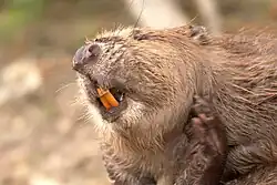 Narialkissen bei einem Biber