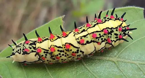 Raupe, gelbliche Form