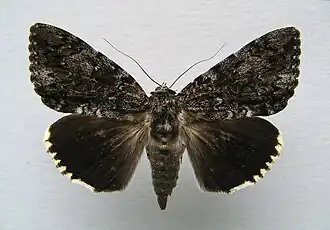 Catocala lacrymosa