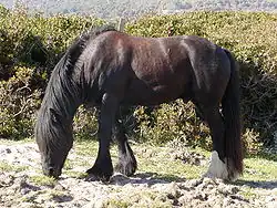 Rappe, durch Sommersonne ausgebleicht