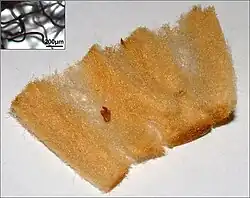 Geöffneter gebrauchter Zigarettenfilter – die Fasern aus Celluloseacetat sind braun gefärbt.