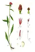 Illustration von Jacob Sturm: a.) Pflanze, b.) Blumenhülle, c.) Hüllblatt, d.) Randblüte, e.) Mittelblüte, f.) geöffnete Blüte, g.) Griffel, h.) Frucht