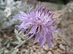 Centaurea niederi