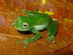 Centrolene antioquiense