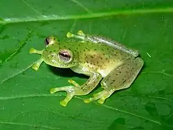 Centrolene quindianum